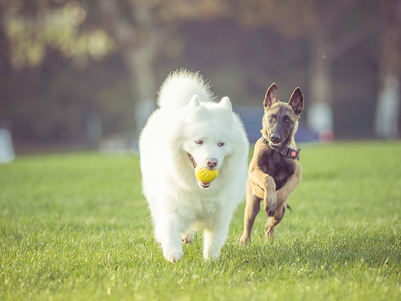 KOE Mexico 5 razones para entrenar a tu mejor amigo en Ingles