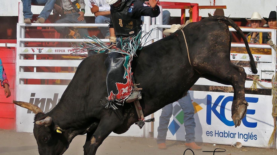 02 bull fighters hablan ingles